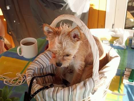 Blanding af racer Gizmo - Nuttet dreng.. billede 3