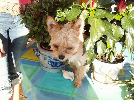 Blanding af racer Gizmo - kuk kuk billede 4