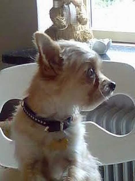 Blanding af racer Gizmo billede 5