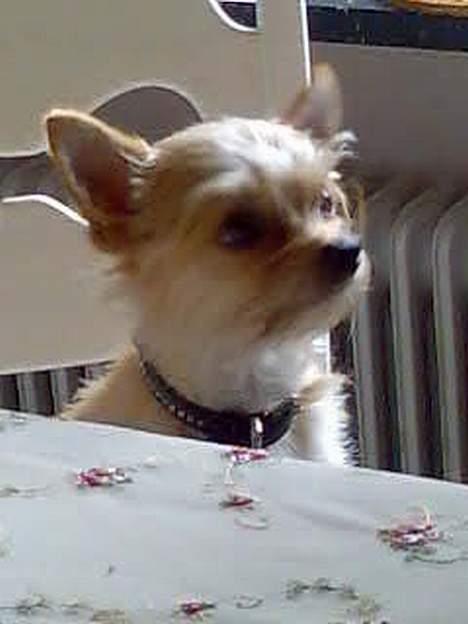 Blanding af racer Gizmo billede 6