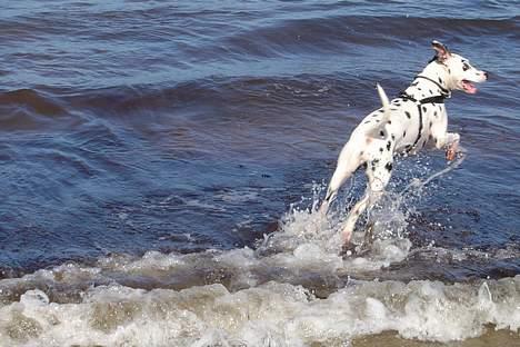 Dalmatiner Maida - Jeg ÆÆlsker vand.. billede 3