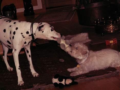 Dalmatiner Maida - Hvem er stærkest...Maida eller mille billede 4