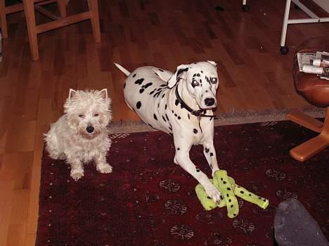 Dalmatiner Maida - Jeg vandt... billede 5