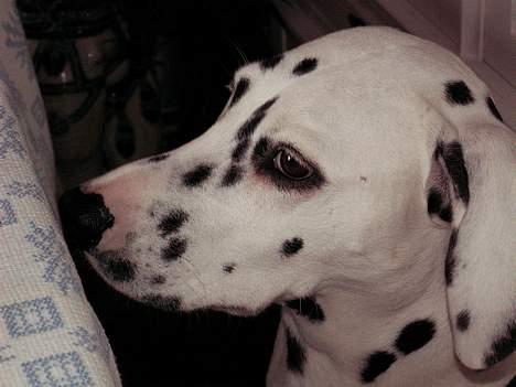 Dalmatiner Maida - Se mig lige i profil.. billede 6