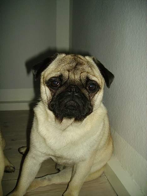 Mops Harry billede 11