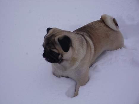 Mops Harry billede 12