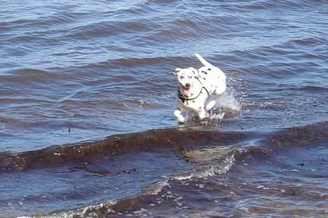 Dalmatiner Maida - Det her er livet... billede 7