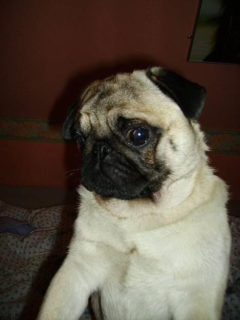 Mops Harry billede 13