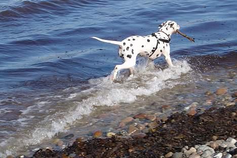 Dalmatiner Maida - Ha  - du får den bare ikke... billede 8