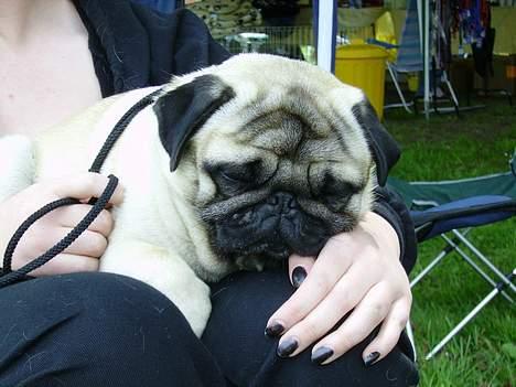 Mops Harry billede 14