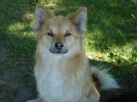 Islandsk fårehund Gladur's Bryja - jaja .. jeg er på :) billede 8