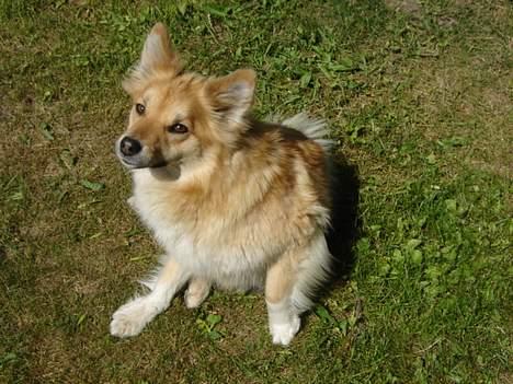 Islandsk fårehund Gladur's Bryja - er du nu oss sikker ?? ;-) billede 10