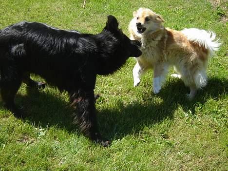 Islandsk fårehund Gladur's Bryja - så skal der leges :-D billede 11