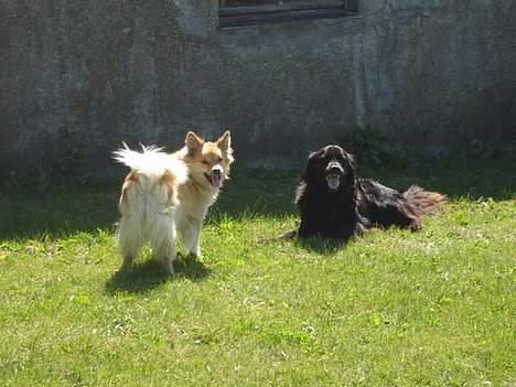 Islandsk fårehund Gladur's Bryja - smil til kameraet :-) billede 13