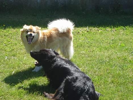 Islandsk fårehund Gladur's Bryja - jeg er MEGET farlig , så pas du bare på ;-D billede 14