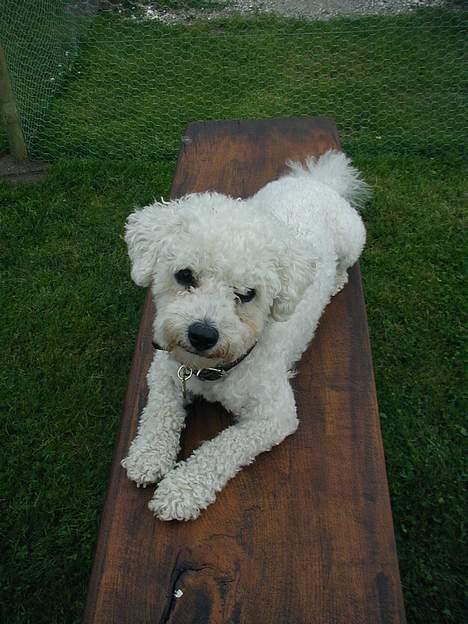 Bichon à poil frisé Futte billede 1