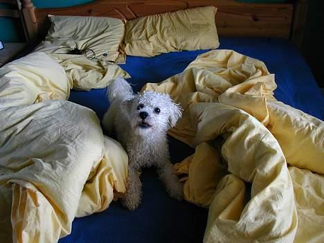Bichon à poil frisé Futte - futte har lige været i bad og går lige amok bagefter billede 2