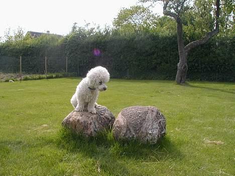 Bichon à poil frisé Futte - kongen billede 3