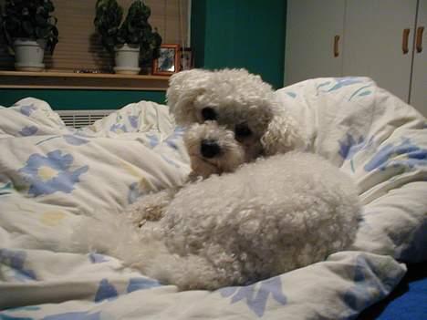 Bichon à poil frisé Futte - gab billede 4