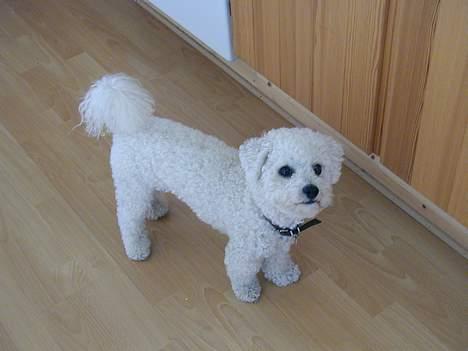Bichon à poil frisé Futte - her havde vi lige fået ham billede 5