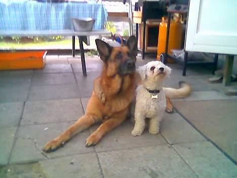 Bichon à poil frisé Futte - en af futtes venner.... den største shæfer jeg nogensinde har set billede 6