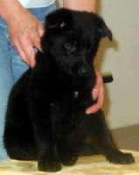 Schæferhund Ni-busa's Chaggie *Død* - Chaggie 7 uger gammel... billede 8