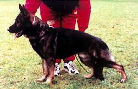 Schæferhund Ni-busa's Chaggie *Død* - Chaggies far Cash...  billede 9