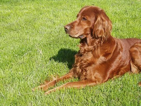 Irsk setter Minca - Dejlige Minca en sommerdag. billede 1