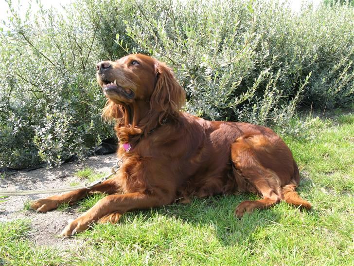 Irsk setter Minca - NYT! Minca i lufthavnen. Mor siger noget til hende, så fin hund :D billede 2