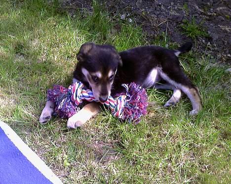 Blanding af racer Mille - Det her er min snor og I får den ikke billede 1