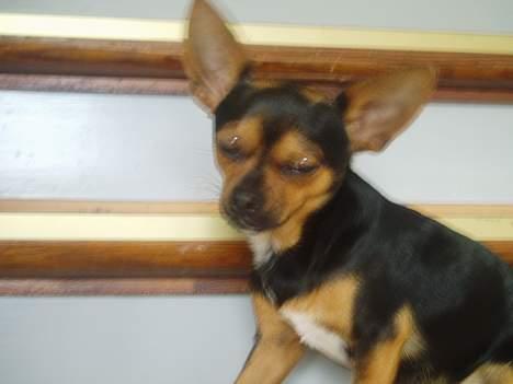 Blanding af racer ♥ Minus 'Jensen' ♥ - Minus på Trapperne :D billede 10