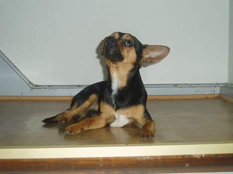 Blanding af racer ♥ Minus 'Jensen' ♥ - Minus - Har du set noget ? :P billede 11