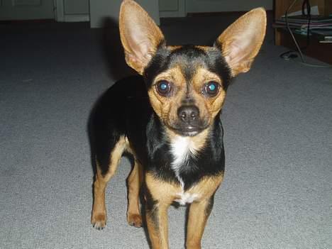 Blanding af racer ♥ Minus 'Jensen' ♥ - TitteBøøH :P billede 12