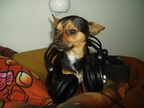 Blanding af racer ♥ Minus 'Jensen' ♥ - Minus hører Musik :P billede 13