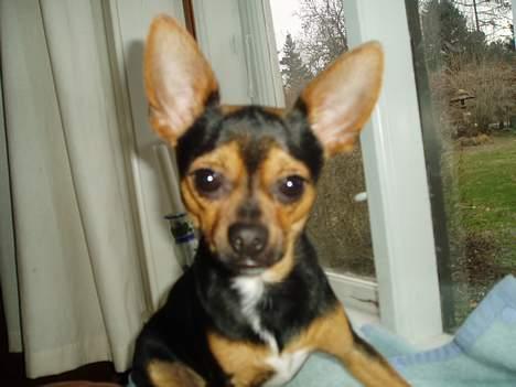 Blanding af racer ♥ Minus 'Jensen' ♥ - Minus Glor xD billede 14