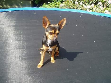 Blanding af racer ♥ Minus 'Jensen' ♥ - Tid til at hoppe på Trampolinen ^.^ billede 15