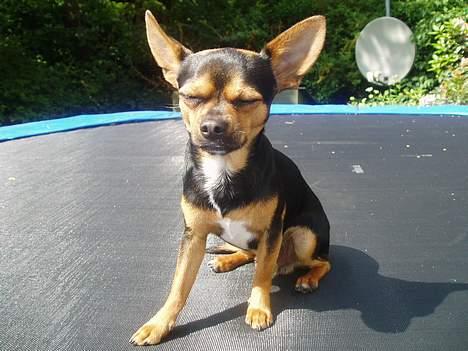 Blanding af racer ♥ Minus 'Jensen' ♥ - Trampolin Tid ^.^ billede 16