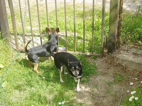 Blanding af racer ♥ Minus 'Jensen' ♥ - Mor er Hjemme :P billede 17