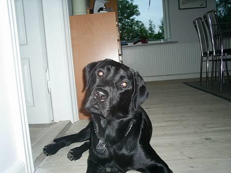 Labrador retriever Ranco billede 1