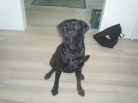 Labrador retriever Ranco billede 2