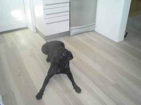 Labrador retriever Ranco billede 3