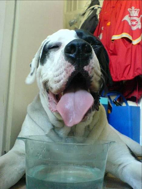 Blanding af racer Carlos *død* billede 20