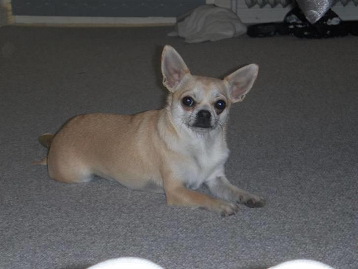 Chihuahua Oliver billede 1