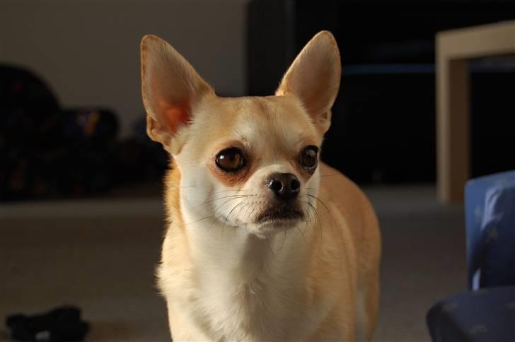 Chihuahua Oliver billede 2