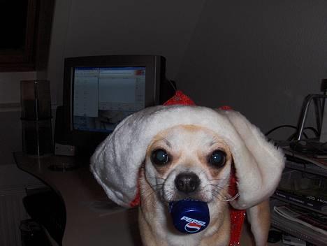 Chihuahua Oliver - En lille julehund :) Med han ynglingslegetøg i munden, et cola låg... billede 3