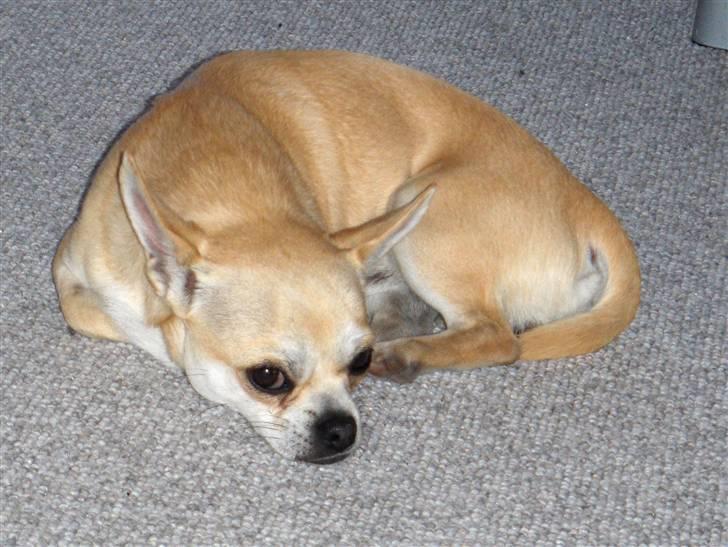 Chihuahua Oliver billede 4