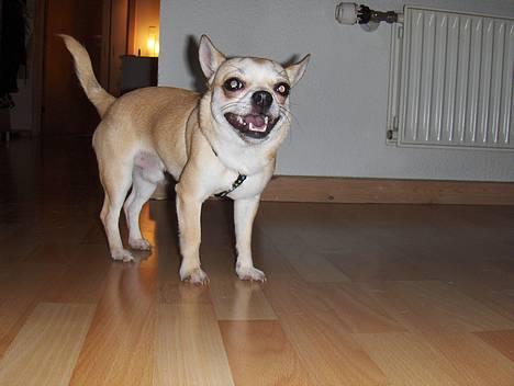 Chihuahua Oliver - Jeg kan da også smile :-) billede 5