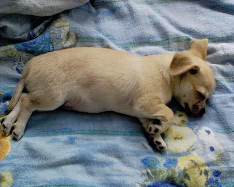 Chihuahua Oliver - Tyksakken sover :) billede 6