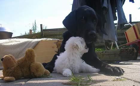 Bichon havanais Miki (Mikisoq) - Min nye storebror Buller billede 3