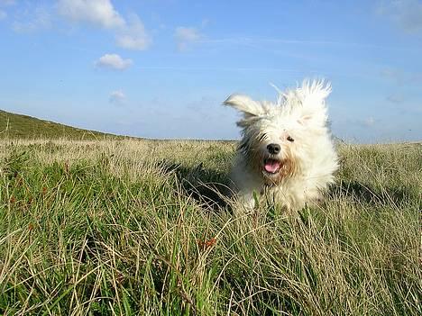 Bichon havanais Miki (Mikisoq) - Miki i fuld fart;-) billede 6